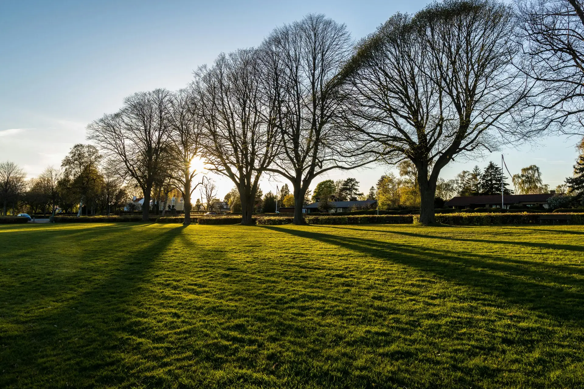 A tranquil park scene with sunlit trees casting long shadows on green grass during a sunny day.